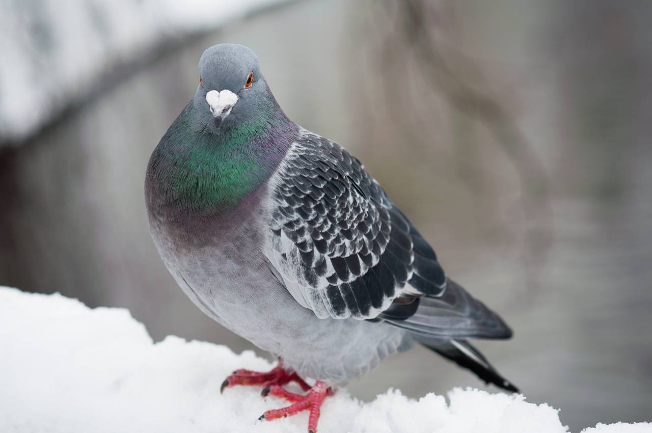 Where Do Pigeons Go in the Winter UK: A Seasonal Insight